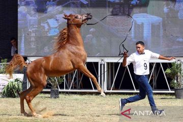 Kontes kecantikan kuda pada ajang Sharqia Arabian Horse Festival