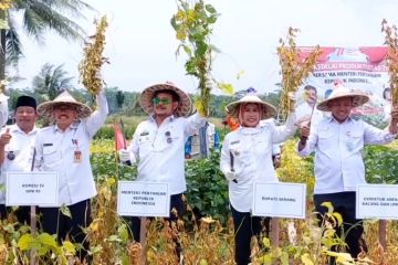 Uji coba kedelai Migo berhasil, Bupati Serang siapkan lahan