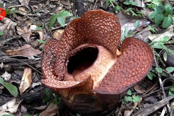 Berhasil dikembangan, Rafflesia Arnoldii mekar di luar habitat asli
