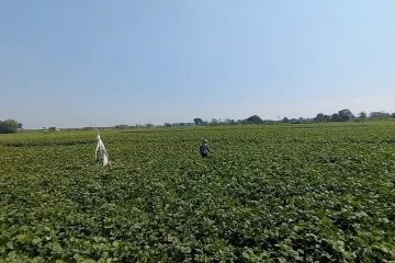 Cegah gagal panen, petani di Madiun beralih ke kacang hijau