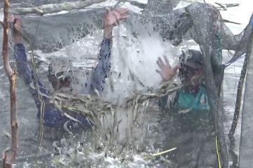 KKP anggarkan Rp370 miliar untuk budi daya udang vaname di Kalsel