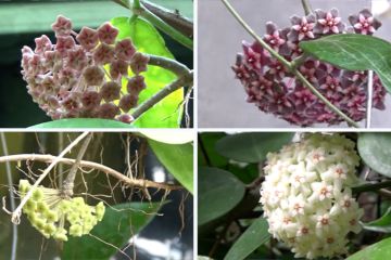 Melestarikan bunga hoya endemik Gunungkidul di taman konservasi