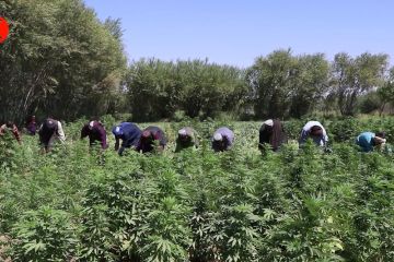 Pasukan keamanan hancurkan 141 ha ladang ganja di Afghanistan barat