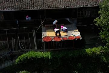 Menengok panen raya di sawah terasering Longji di Guangxi, China