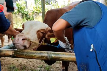 Penandaan ternak di Bulan Bhakti Peternakan dan Kesehatan Hewan
