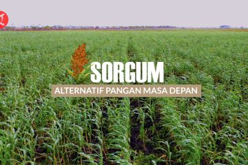 Indonesia Bergerak - Sorgum, alternatif pangan masa depan - 1