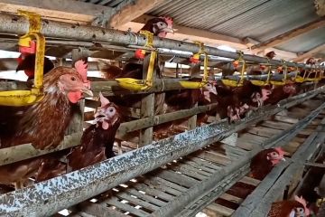 Upaya BPN stabilkan harga ayam ras