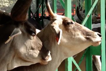 Wabah LSD ganggu produksi susu di India, picu kenaikan harga manisan