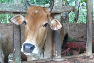 Kementan beri bantuan Rp10 juta untuk peternak sapi yang terimbas PMK