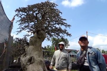 Melihat 473 tanaman yang jadi peserta pemeran dan kontes bonsai