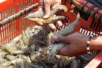 Upaya KKP wujudkan Indonesia masuk 10 besar eksportir ikan dunia