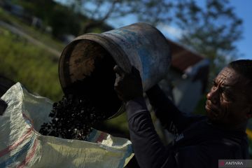 HARGA ARANG BATOK KELAPA TURUN