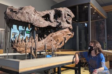 fosil tengkorak Tyrannosaurus rex di perlihatkan di Field Museum