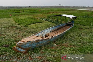 Waduk Dawuhan dimanfaatkan untuk bertani