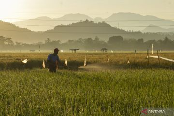 Urgensi Badan Pangan Nasional dalam tata kelola pangan tanah air