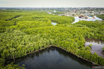 KLHK ajak pelaku usaha terlibat dalam restorasi ekosistem mangrove