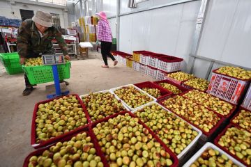 Budi daya jujube bawa keberuntungan di Sungai Kuning, China