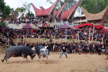 Tradisi adu kerbau di Tana Toraja