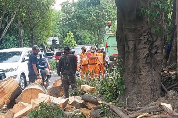 Jakarta Timur gencarkan pemangkasan untuk antisipasi pohon tumbang