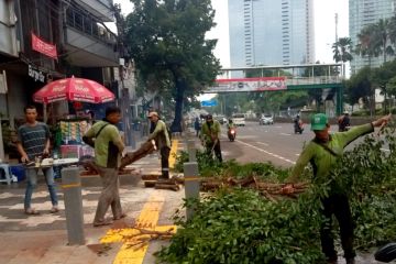 70 personel dikerahkan pangkas pohon di Jakpus