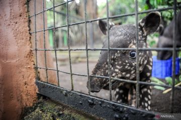 Kelahiran bayi tapir di Bazooga