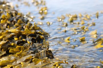 Memanfaatkan kekayaan laut untuk melembabkan kulit wajah