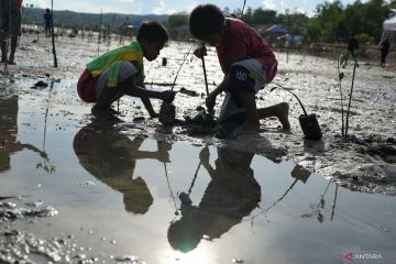 PENANAMAN MANGROVE CEGAH ABRASI