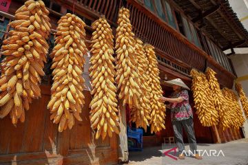 Panen raya petani di pedesaan China