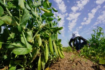 Ilmuwan China petakan genom kacang polong secara akurat