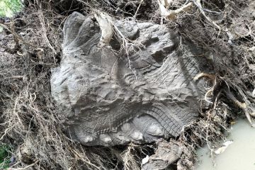 Patung kepala naga batu pasir ratusan tahun ditemukan di Kamboja