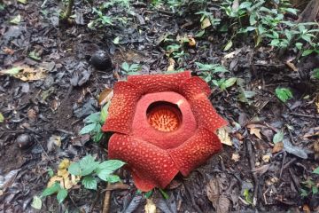 Belasan bunga raflesia mekar di Kabupaten Solok