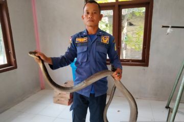 Damkar Yogyakarta evakuasi enam ular pada awal Oktober