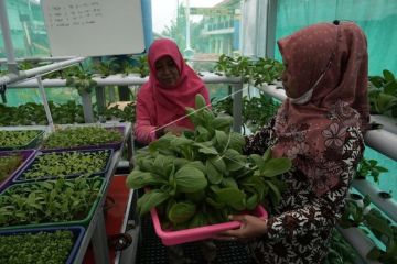 Persemaian bibit hidroponik berbasis warga