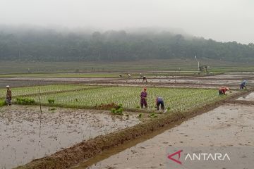 Pakar pertanian: Saatnya bangun ketahanan pangan secara berkelanjutan