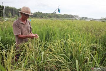 BPS: NTP November naik 0,50 persen