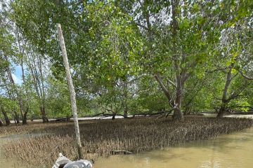 Perdes itu melindungi hutan mangrove  dan usaha warga