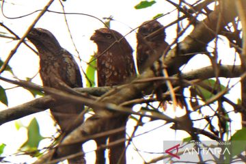 Peneliti ULM temukan satwa langka burung paruh katak di Pulau Curiak