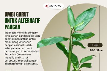 Umbi garut untuk alternatif pangan