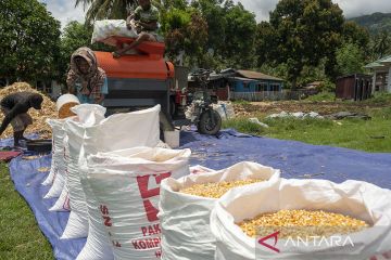 Target Swasembada Jagung di 2023