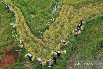 Musim panen hasil pertanian di China