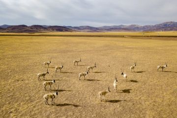 Lindungi ekologis satu dekade terakhir, Tibet gelontorkan 12,7 M yuan