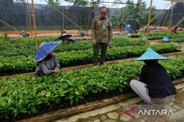 BPDASHL Kapuas siapkan 700 ribuan bibit pohon untuk penghijauan