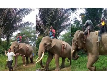 CRU Mila gunakan gajah jinak atasi konflik gajah di Pidie