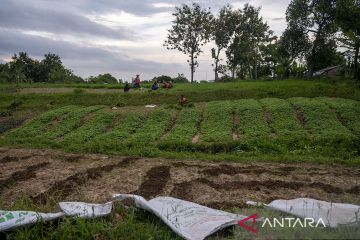 Kenaikan Upah Nominal Harian Buruh Tani