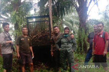 Lima sapi warga Mukomuko mati dimangsa harimau