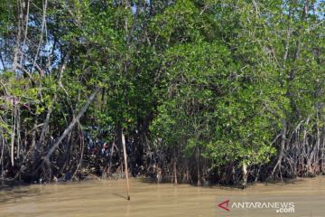 LSM Swara Parampuang berdayakan perempuan konservasi mangrove