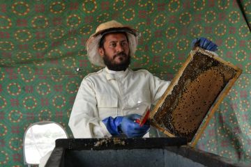 Album Asia: Mencicipi manisnya madu peternakan lebah di Afghanistan