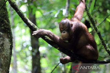 TNBKDS lepasliarkan orangutan lestarikan satwa liar hutan Kapuas Hulu