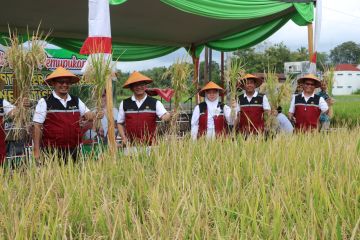 Unej temukan pupuk hayati pengendali nematoda pertama di Indonesia