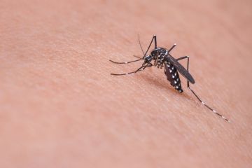 Benarkah demam berdarah dengue hanya terjadi saat musim hujan?